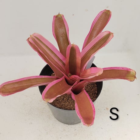 ブロメリア | STORES