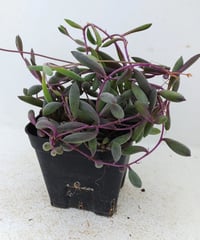 セネシオ　アーケリー　抜き苗 セネシオ アーケリー 抜き苗