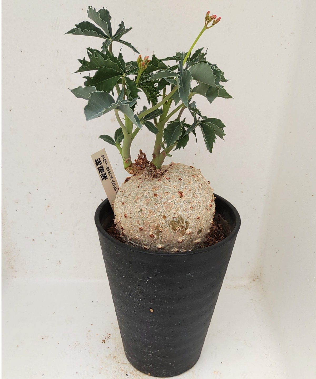 錦珊瑚 ヤトロファカタルティカ ベルランディエリ | toA Succulent