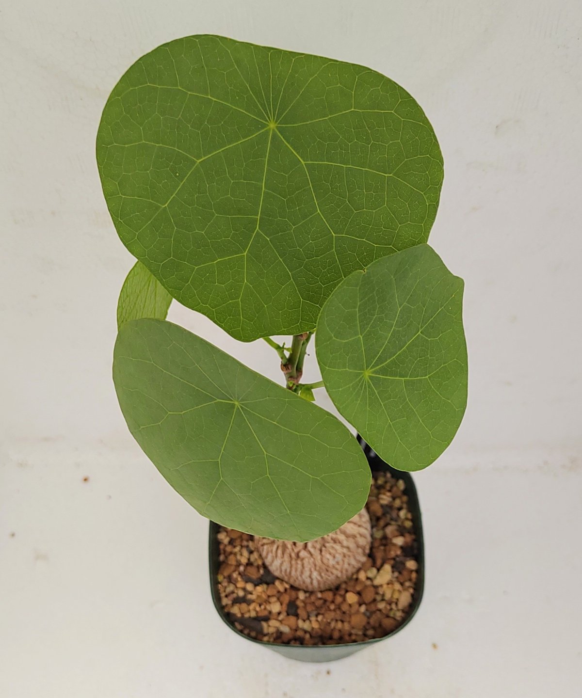 スベローサ B ステファニア | toA Succulent スベローサ B ステファニア | toA Succulent