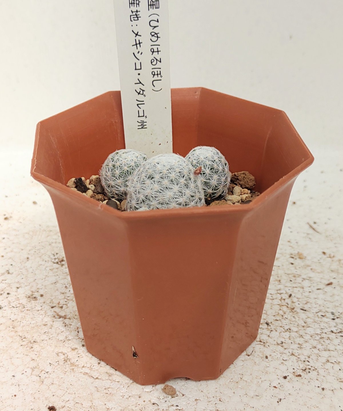 姫春星 サボテン | toA Succulent