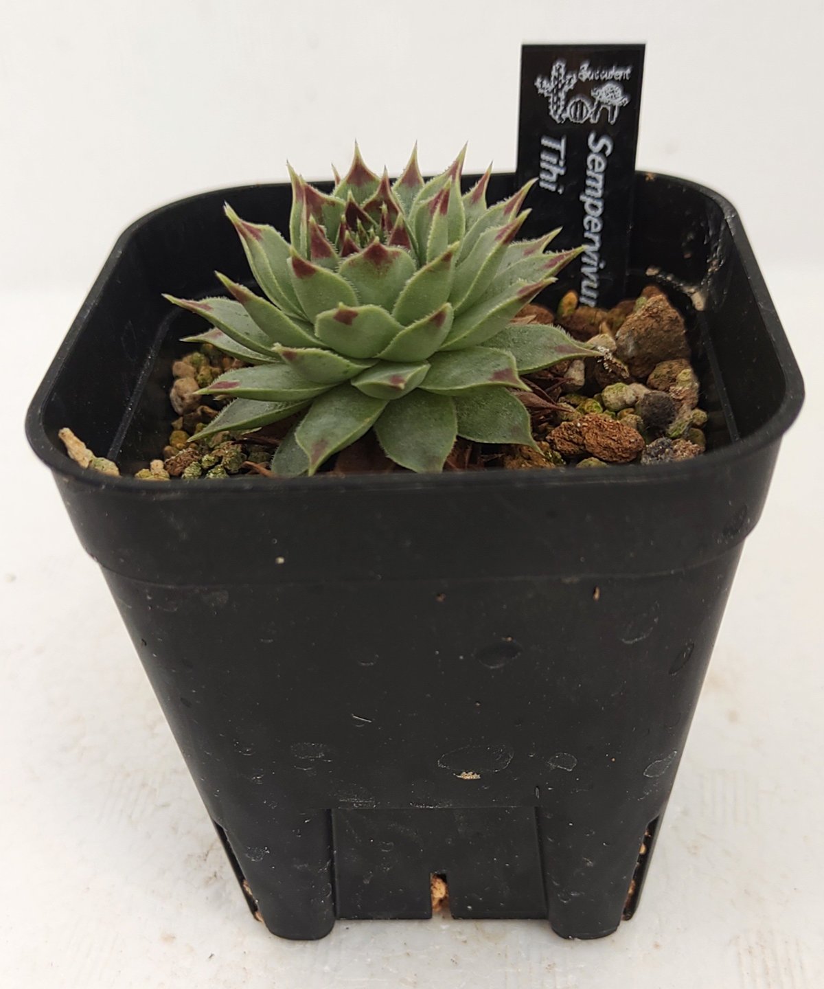 （完売）センペルビウム　Mystic（1点のみ） ティヒ センペルビウム | toA Succulent