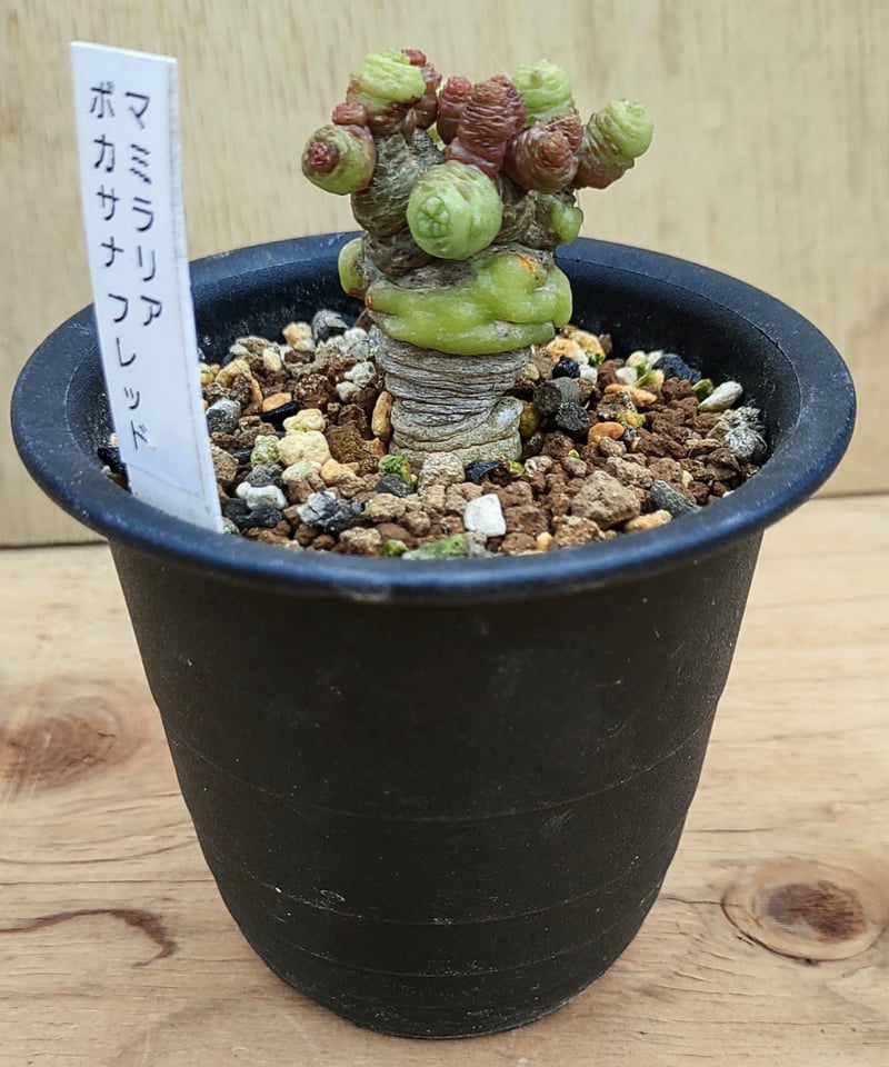 サボテン マミラリア ボカサナフレッド 大株 5号菊鉢