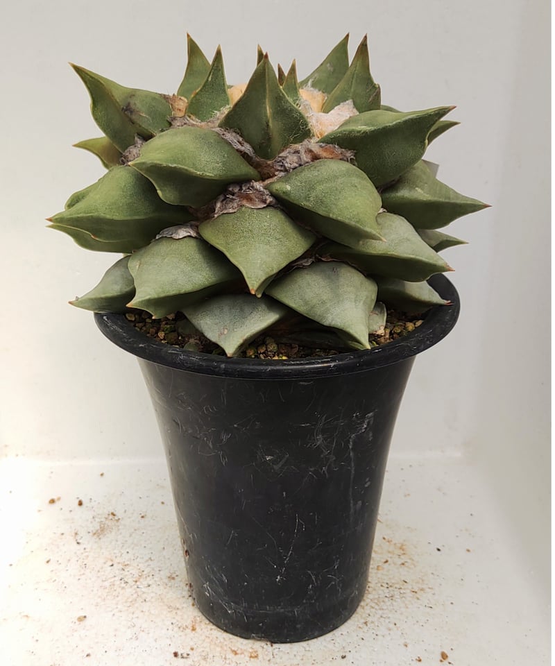 花 サボテン 楽天市場】花サボテン*S 幅3cm : 遊恵盆栽 楽天市場店