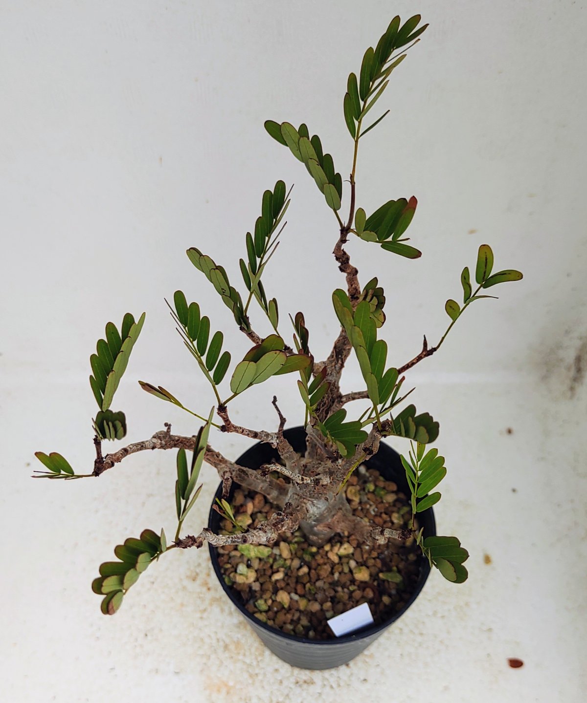 センナ メリディオナリス センナ メリディオナリス 【多肉植物 2.5号／1個売り】｜ 【植物の