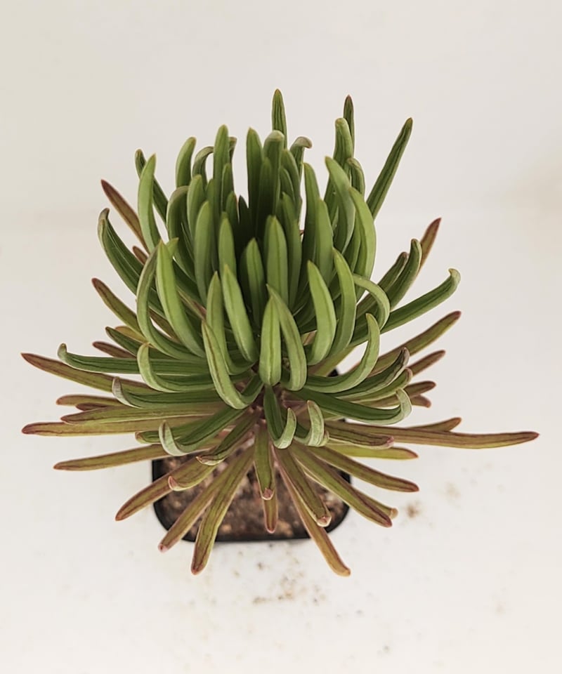 セネシオ　アーケリー　抜き苗 セネシオ アーケリー 抜き苗