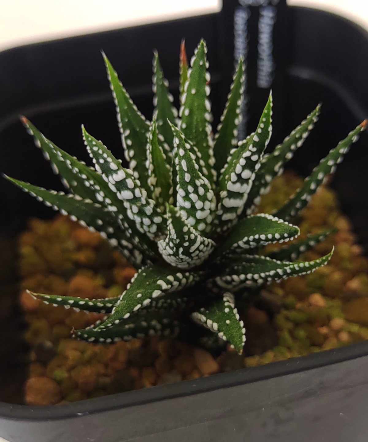 限定　Pachygrack　パチグラッグ ソフビ　sou.plants ソフビ製ともだち零号機 (Full Metal Jacket) | 多肉植物・特別