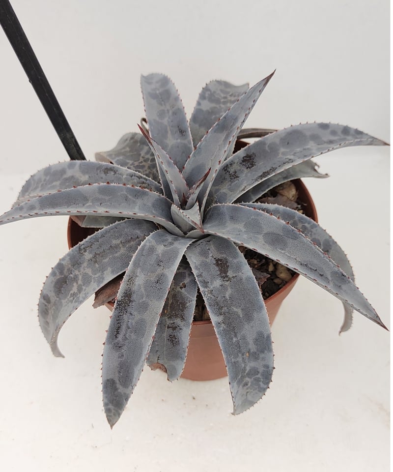 KOMAKI　マンガベ　ムーングロー　アガベ×マンフレダ ムーングロウ マンガベ | toA Succulent