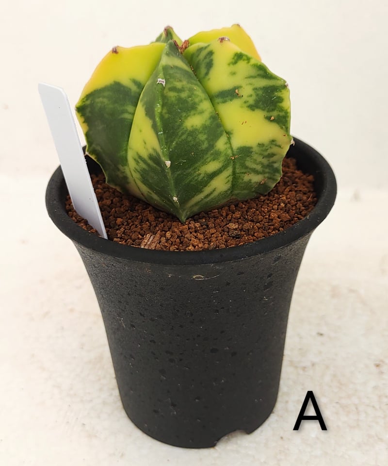 ランポー錦 サボテン | toA Succulent