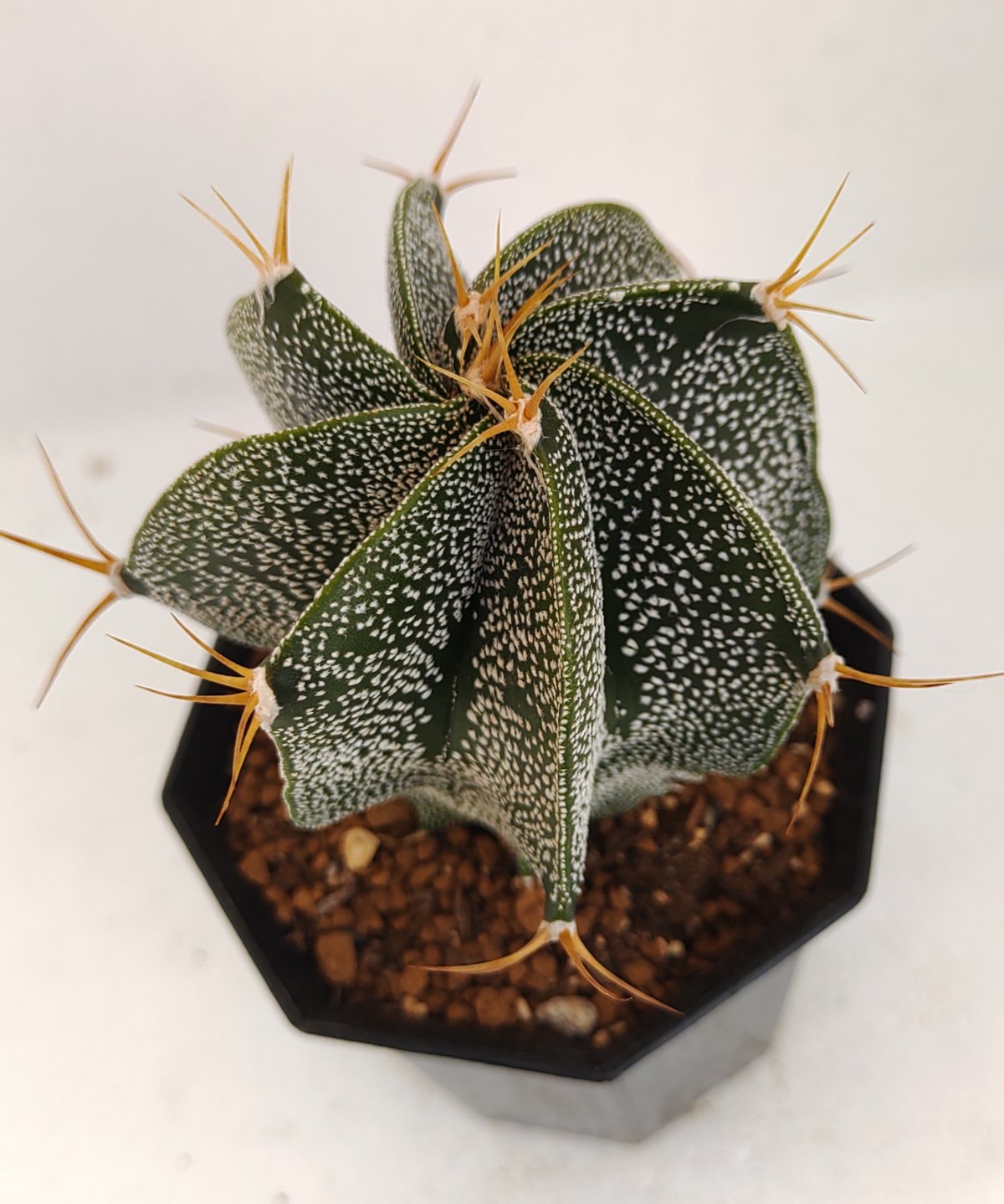 般若 アストロフィツム | toA Succulent