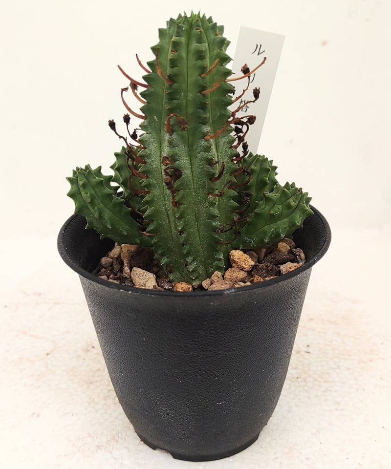 ユーフォルビア プルビナータ 大群生 木質化 ユーフォルビア