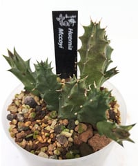 t*o様 チレコドン　ワリチー ワリチー チレコドン | toA Succulent