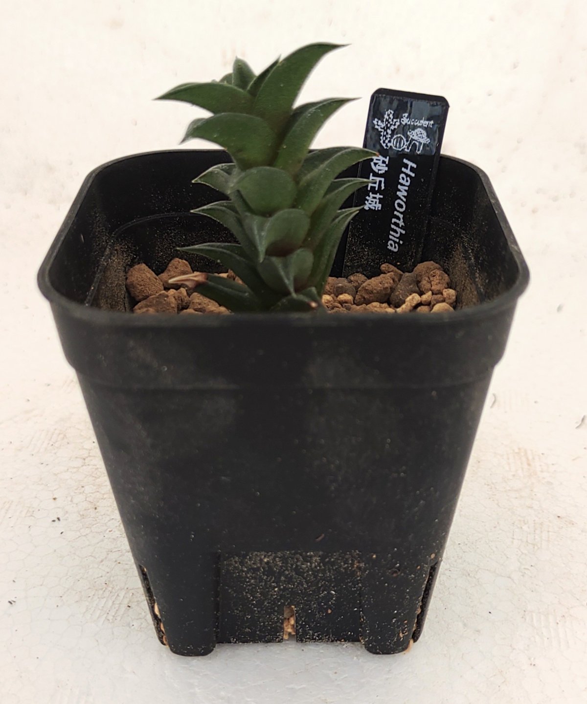 43db ハオルチア　多肉植物　龍城群生　自家繁殖 楽天市場】多肉植物：ハオルチア パルバ群生*幅13cm 現品