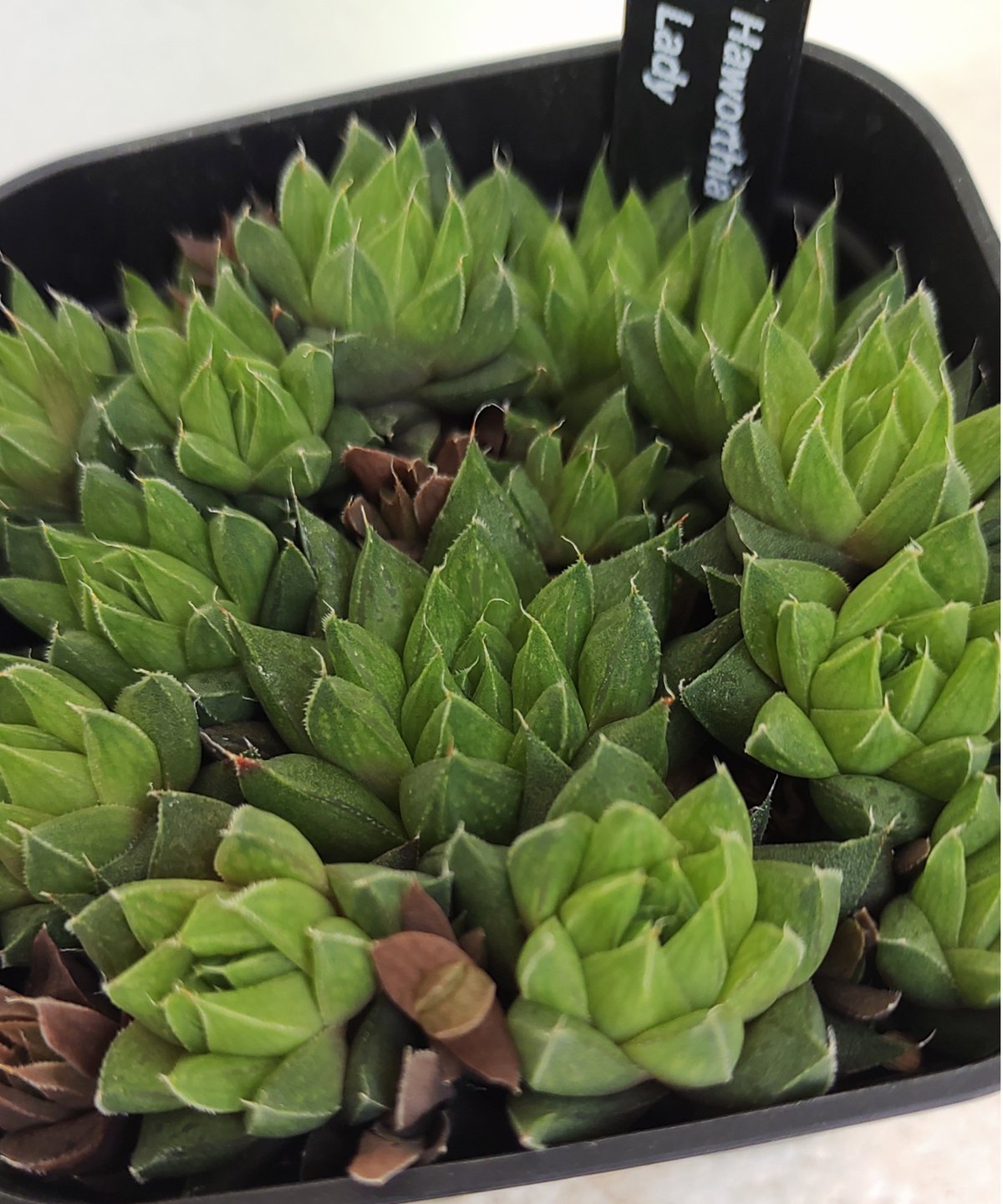 レディ ハオルチア | toA Succulent