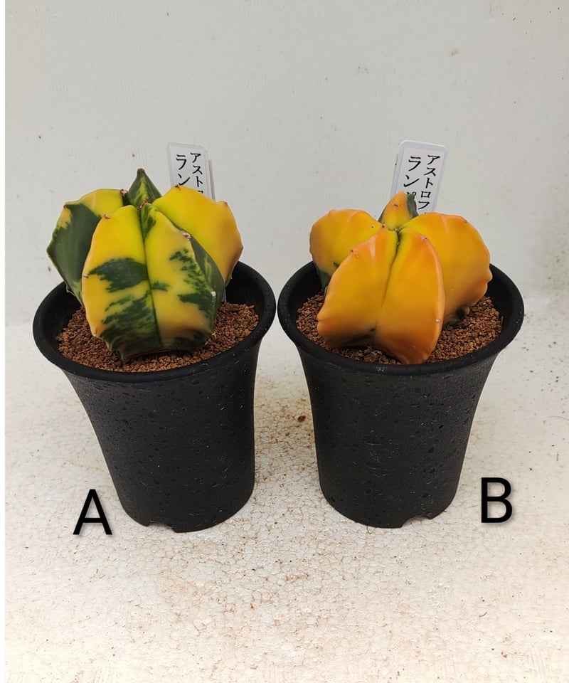 ランポー錦 サボテン | toA Succulent