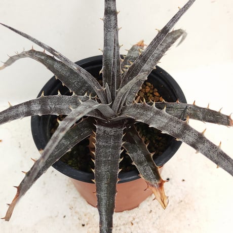 ディッキア エルカホン Dyckia El Cajon ⑴ タグ付き 2025年最新】ディッキアの人気アイテム - メルカリ