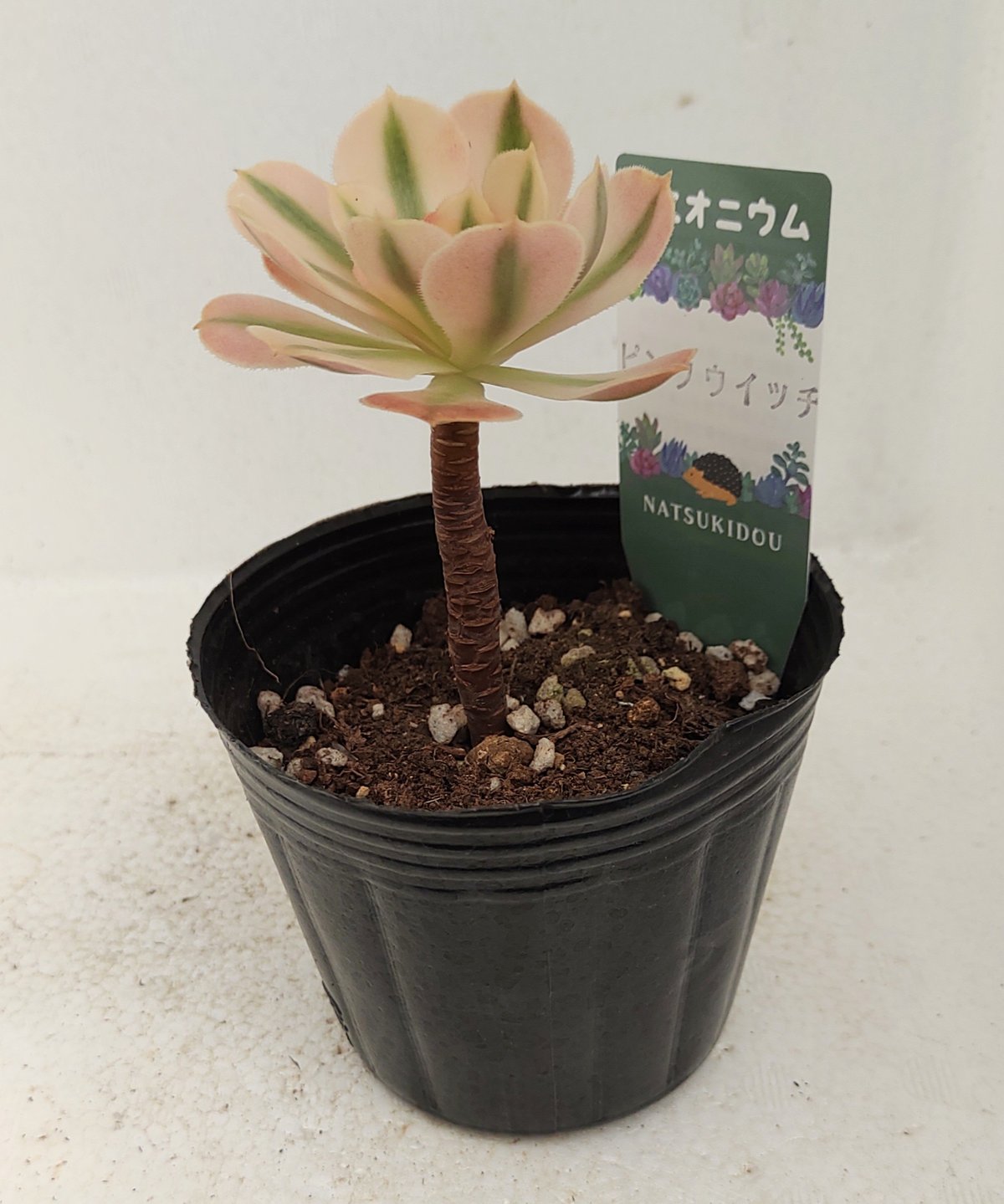 ピンクウィッチ アエオニウム | toA Succulent