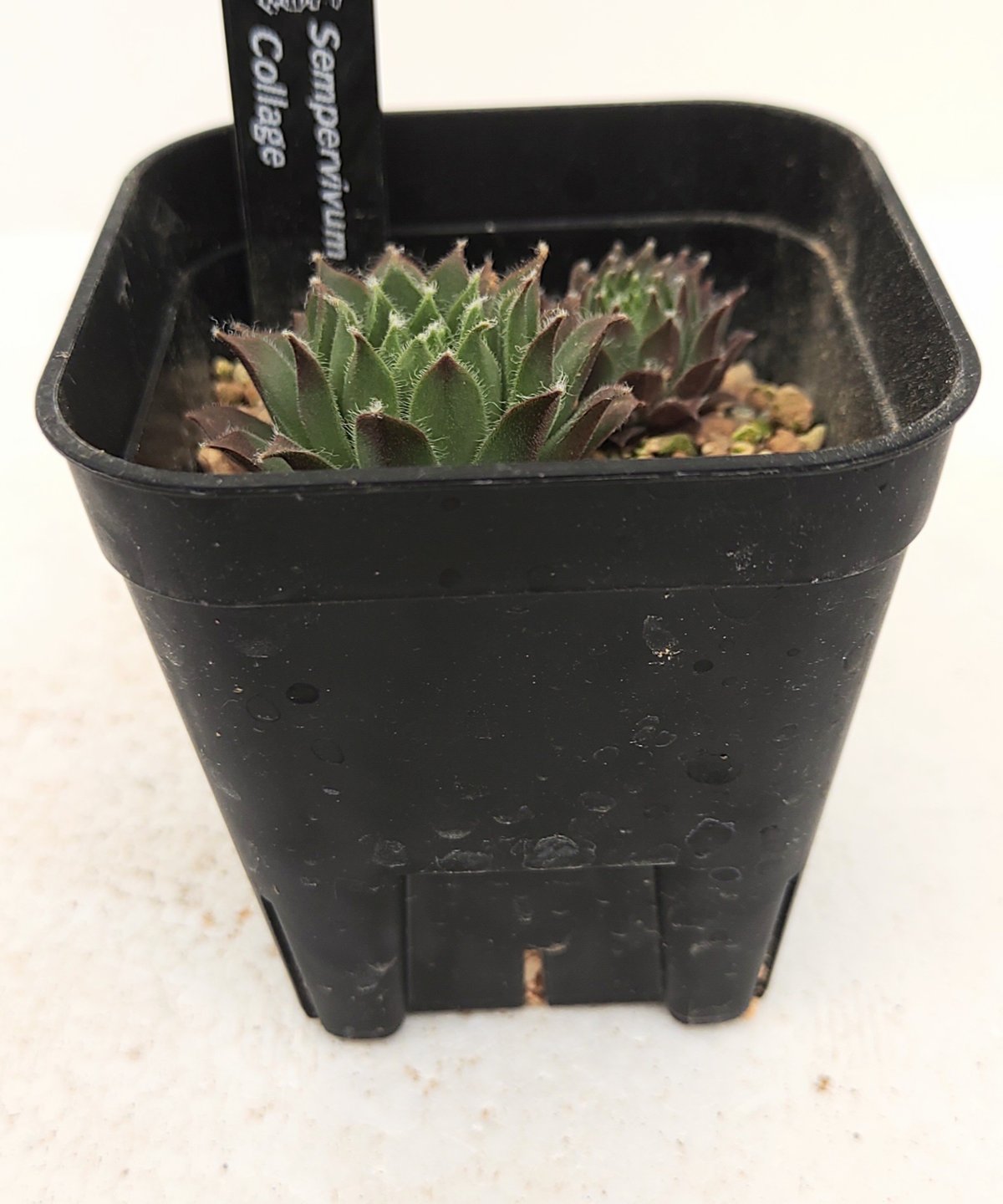 コラージュ センペルビウム | toA Succulent