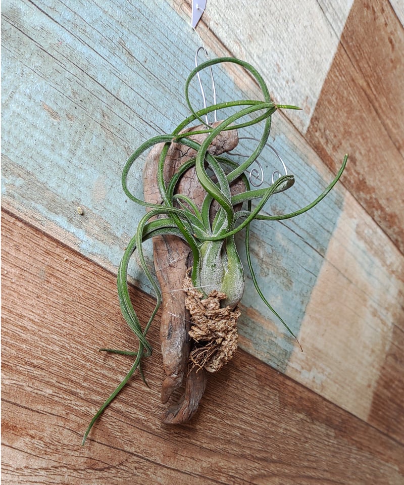 流木エアプランツ 掛け型B | toA Succulent
