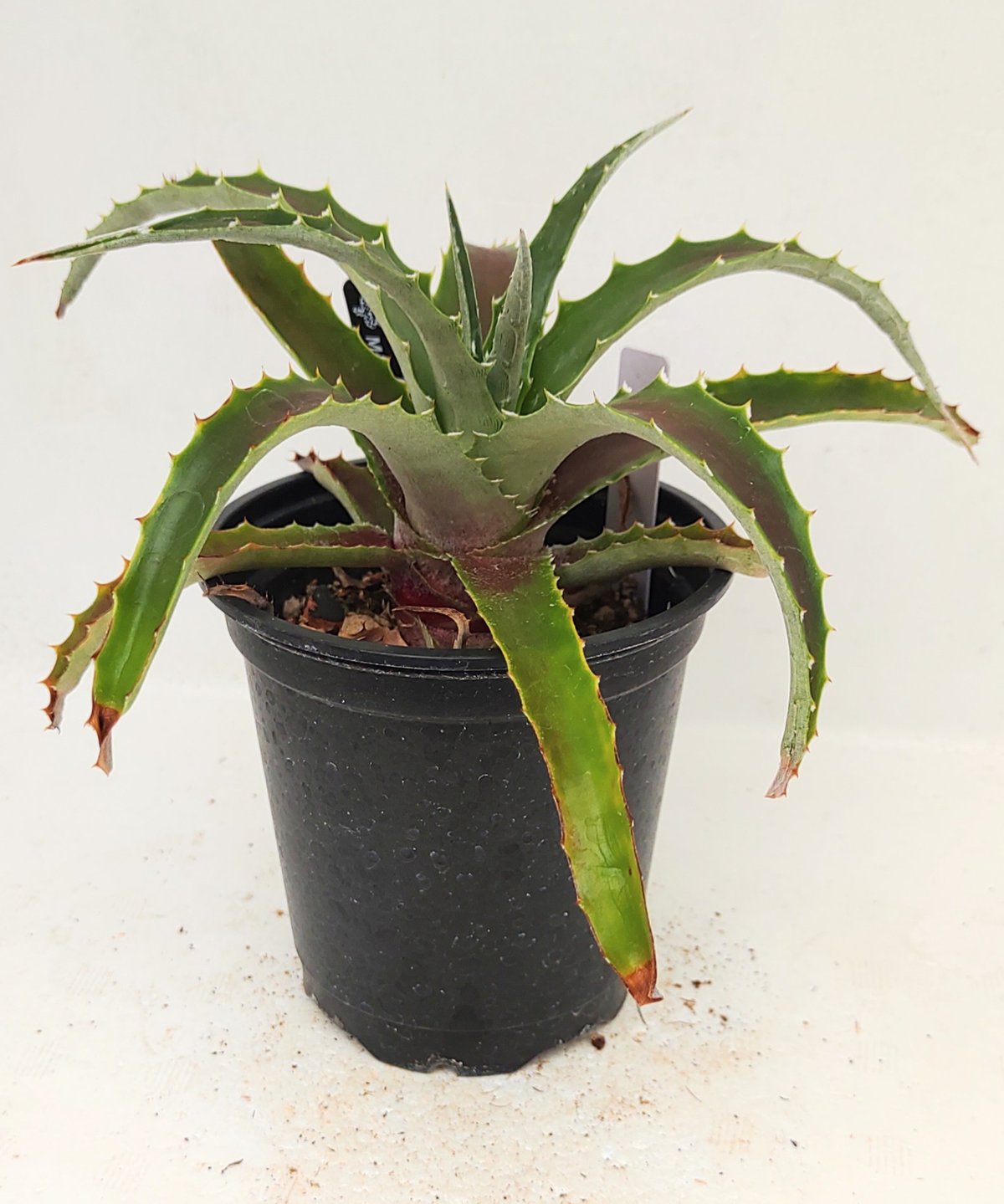 モンタナ ヘクチア | toA Succulent