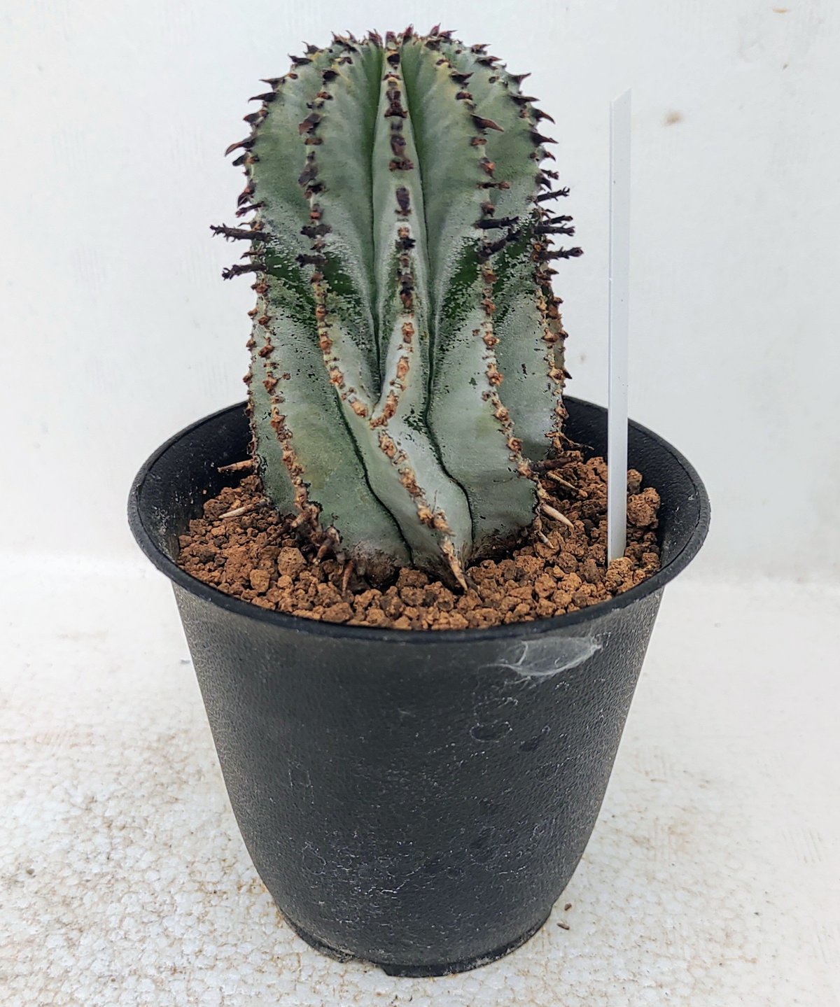 ユーフォルビア ポリゴナ isla del pescado - Euphorbia polygona-ユーフォルビア・ポリゴナ