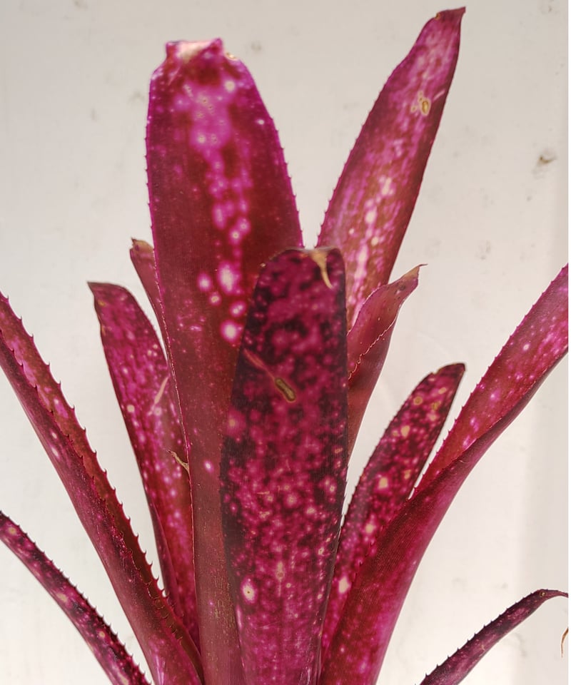 ハレルヤ ビルベルギア | toA Succulent