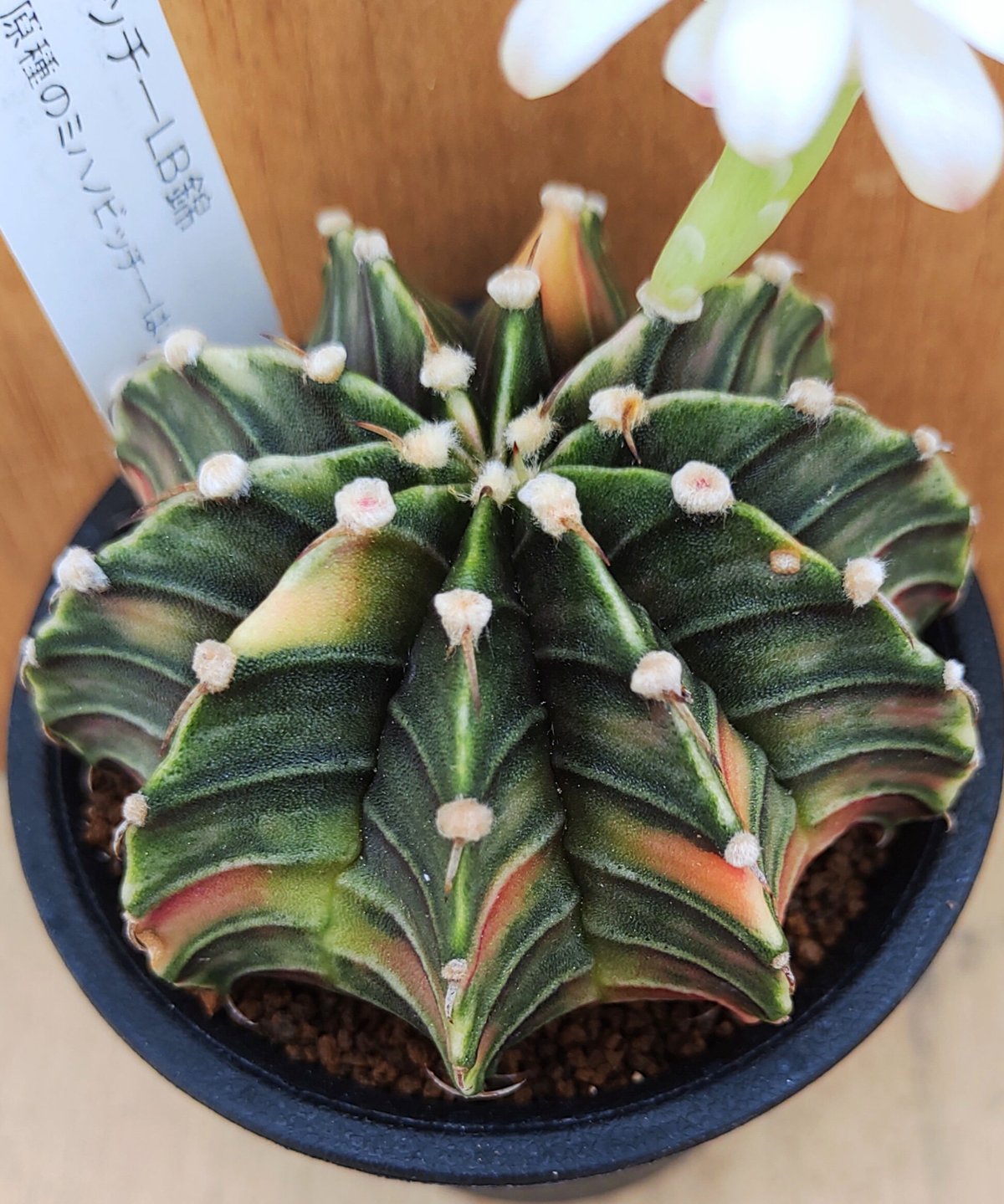 つぼみ様専用 多肉植物 ❁︎ビヤント錦 カット 【公式通販】