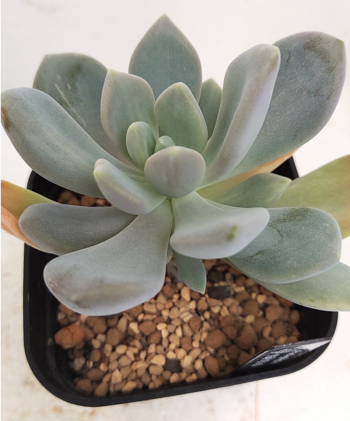 【超高騰品種】アガベ スーパーホリダ ブラッククラウン 極上黒強棘陽炎 実生特選 超高騰品種】アガベ スーパーホリダ ブラッククラウン 極上黒強棘陽炎