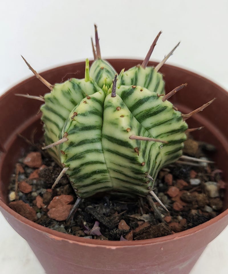 大株 大群生 ユーフォルビア メロフォルミス錦 園芸ネット本店｜ユーフォルビア：メロフォルミス錦 2.5号鉢植え* の