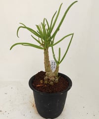 ワテルメイエリー　クラッスラ 楽天市場】多肉植物 ワテルメイエリー クラッスラ属 7.5センチポット 2