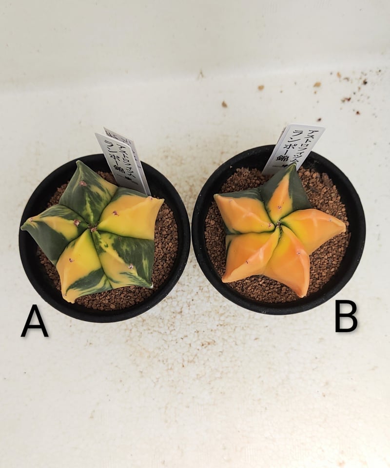 ランポー錦 サボテン | toA Succulent