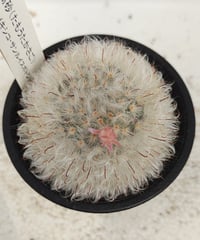 ロイヤル玉牡丹しわ サボテン | toA Succulent