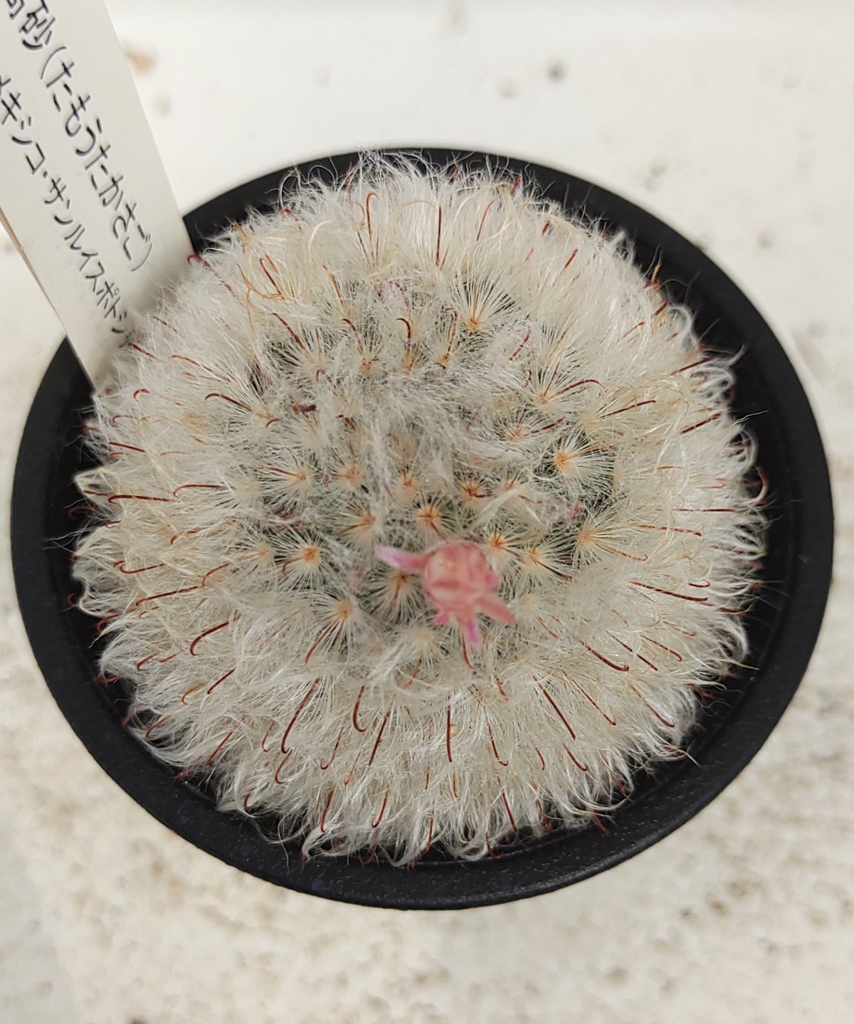 多毛高砂 サボテン | toA Succulent