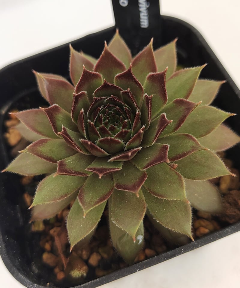 ダイナモ センペルビウム | toA Succulent 