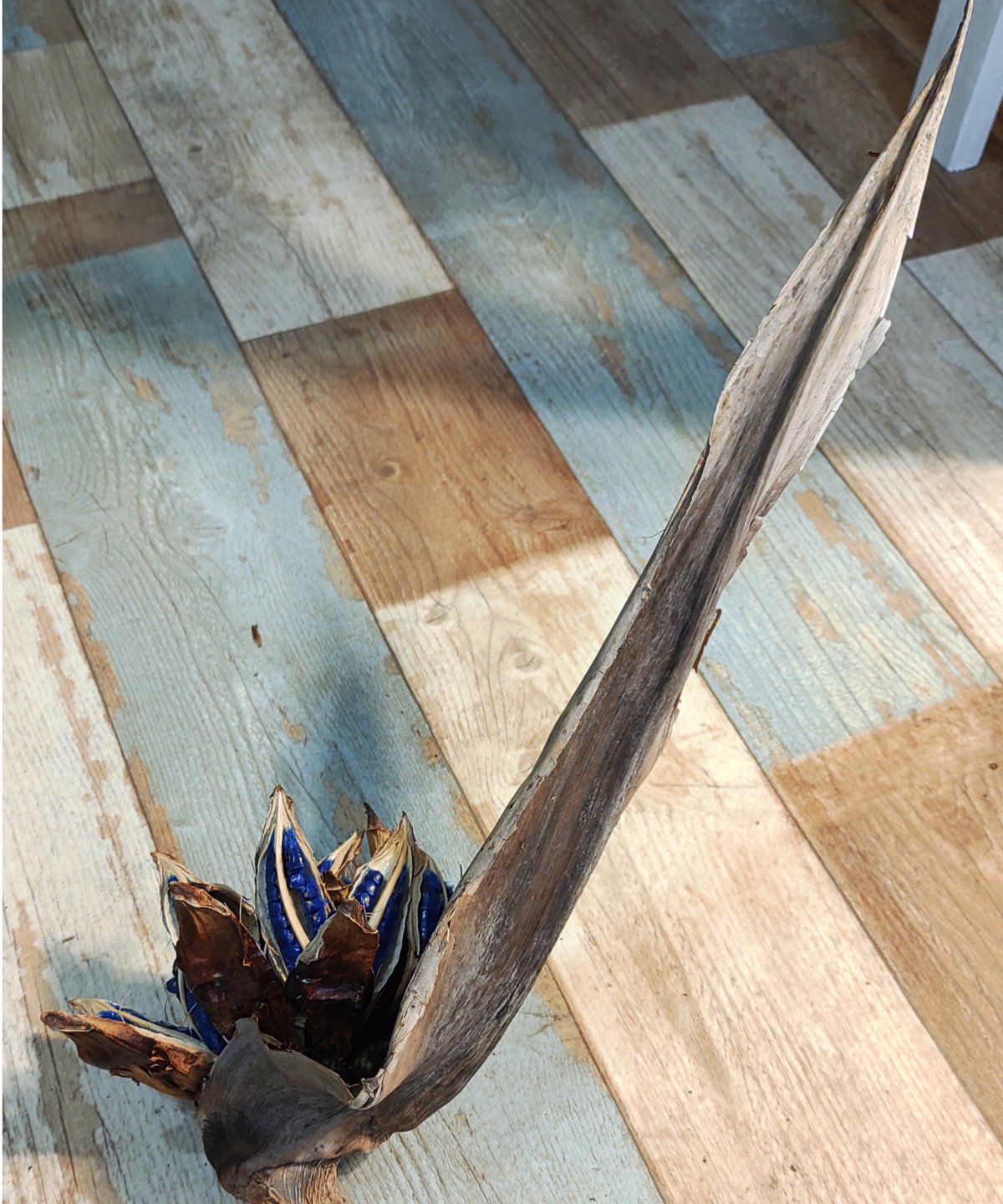 旅人の木特大茎長め　A級品８節 旅人の木 特大