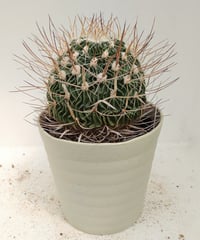 ロイヤル玉牡丹しわ サボテン | toA Succulent