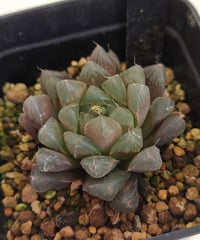 天津玉露　ハオルチア