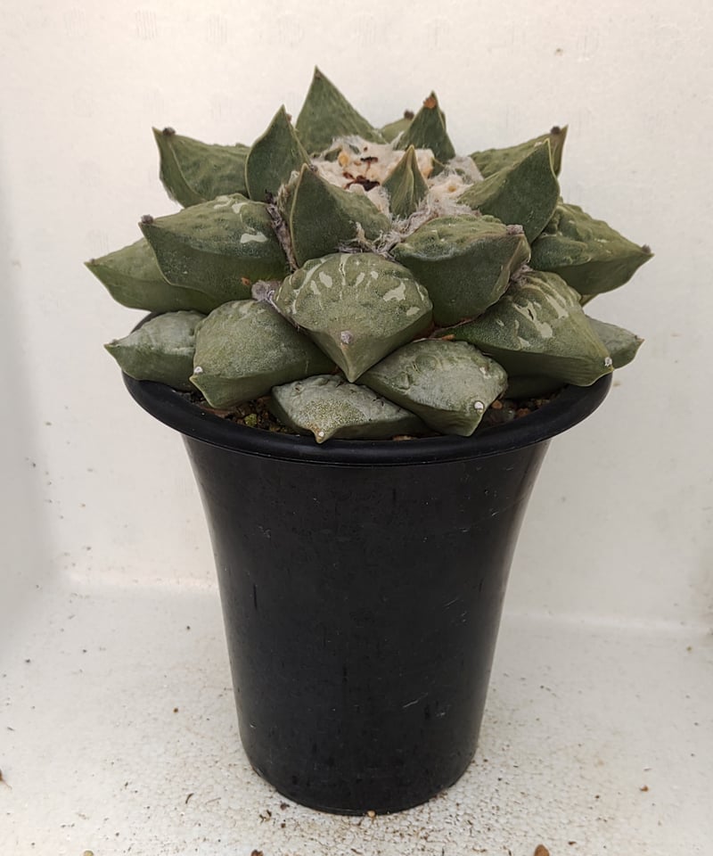 シワ玉牡丹 ロイヤル玉牡丹しわ サボテン | toA Succulent