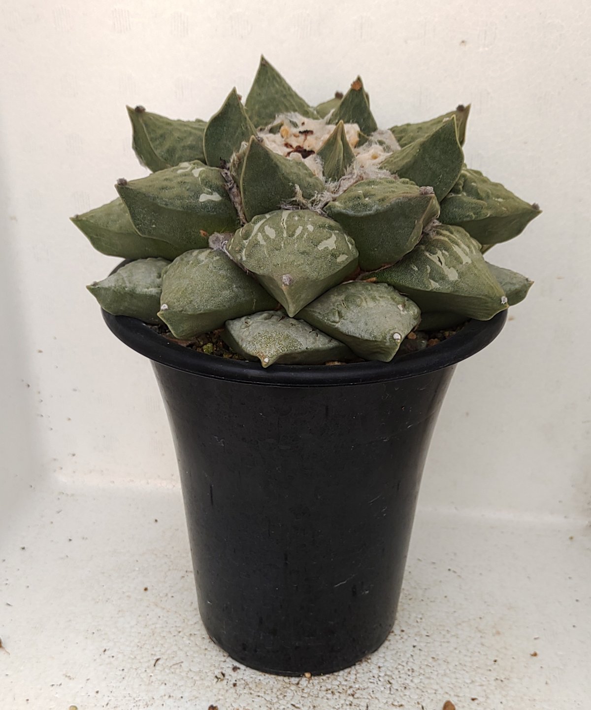 シワ玉牡丹 ロイヤル玉牡丹しわ サボテン | toA Succulent