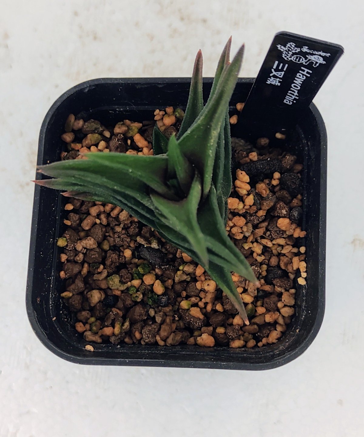 三叉城 ハオルチア | toA Succulent