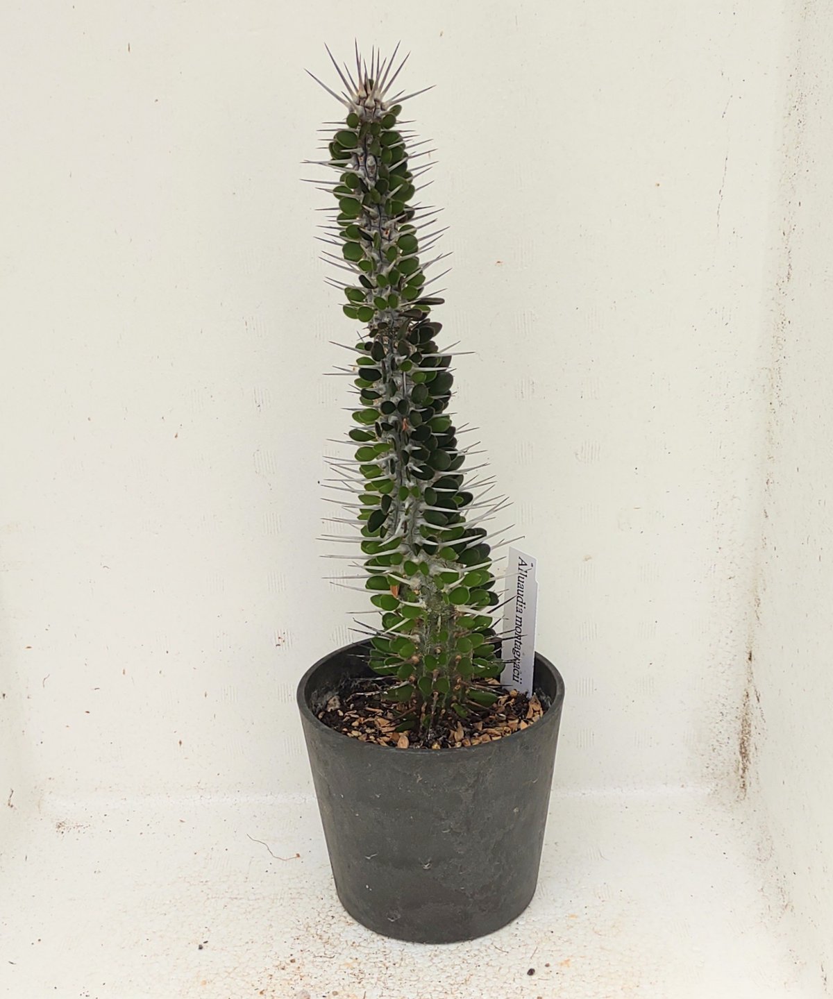 【レアプランツ】極太アローディア モンタグナッキー トリプルヘッド モンタグナッキー アローディア | toA Succulent