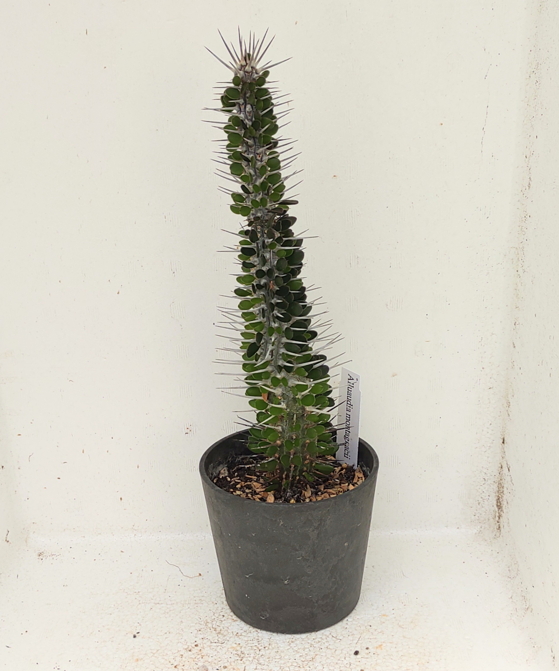 モンタグナッキー アローディア | toA Succulent