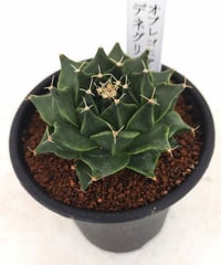 ロイヤル玉牡丹しわ サボテン | toA Succulent