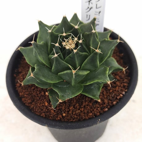 オブレゴニア デニグリー 大疣選抜 実生 鉢植えメルカリ便送料込み オブレゴニア デニグリー 大疣選抜 実生 鉢植えメルカリ便送料込み