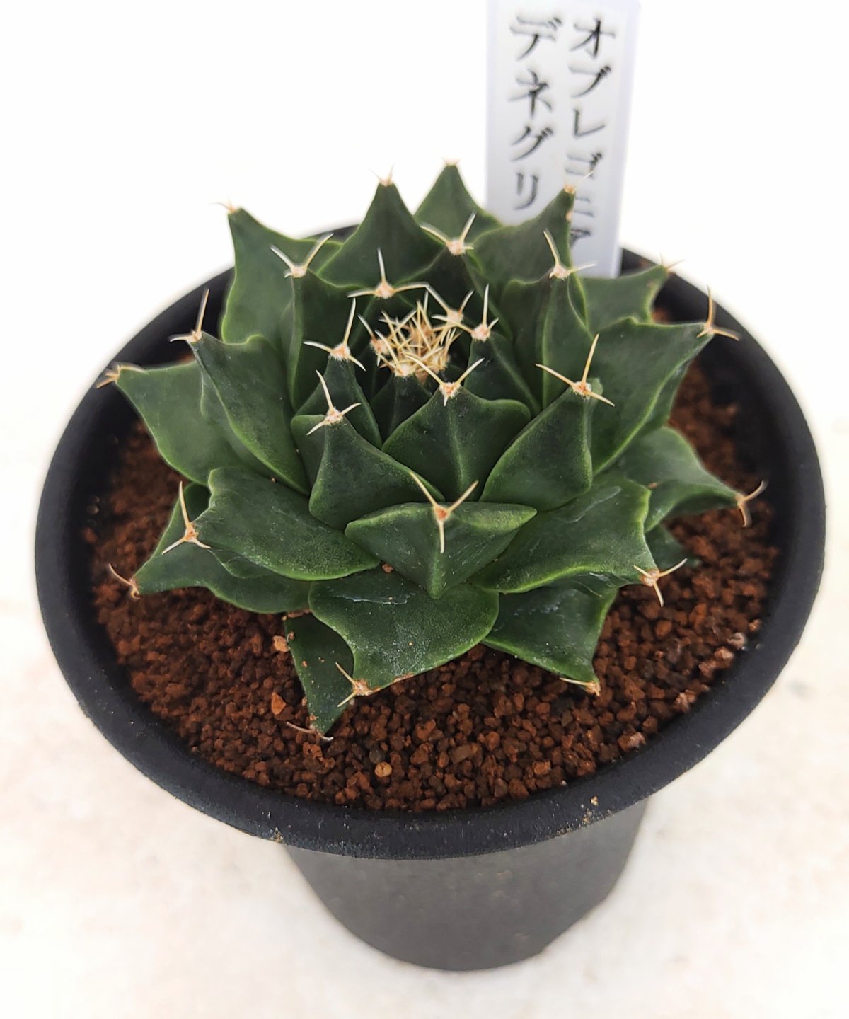 デニグリー オブレゴニア | toA Succulent