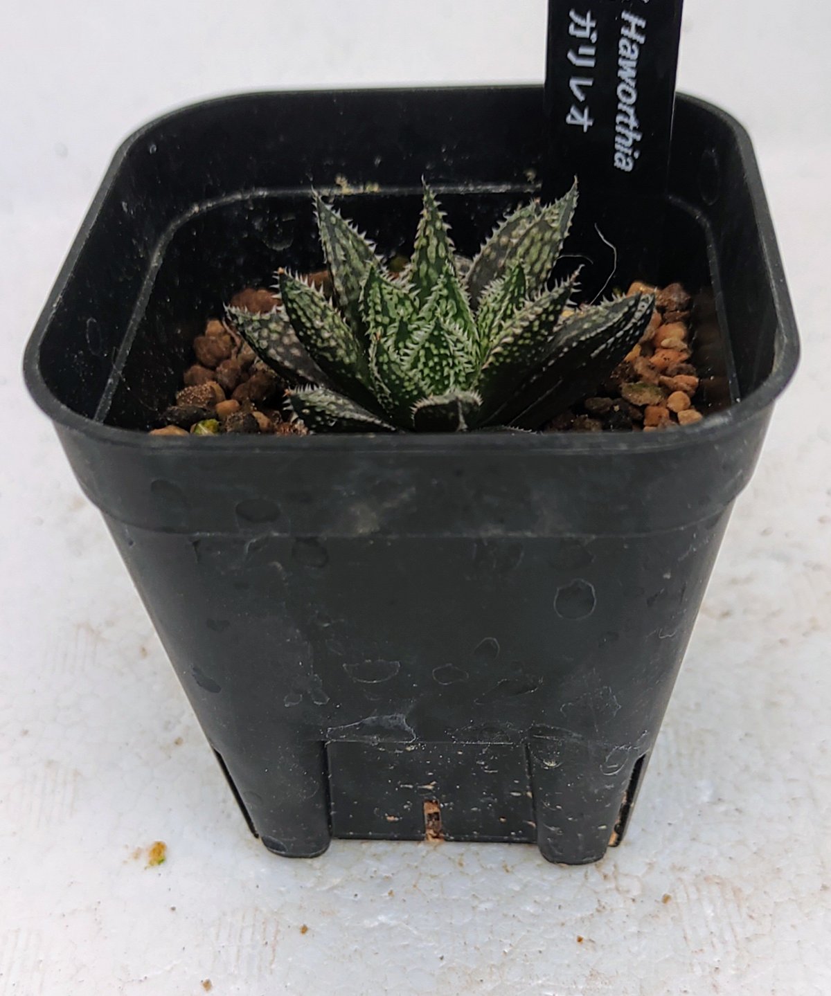 ガリレオ ハオルチア | toA Succulent