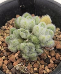 アーケリー セネシオ | toA Succulent