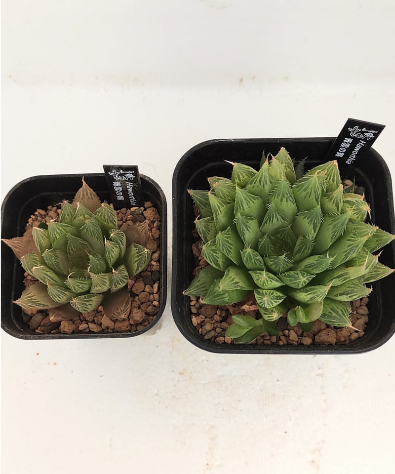 青雲の舞 ハオルチア | toA Succulent