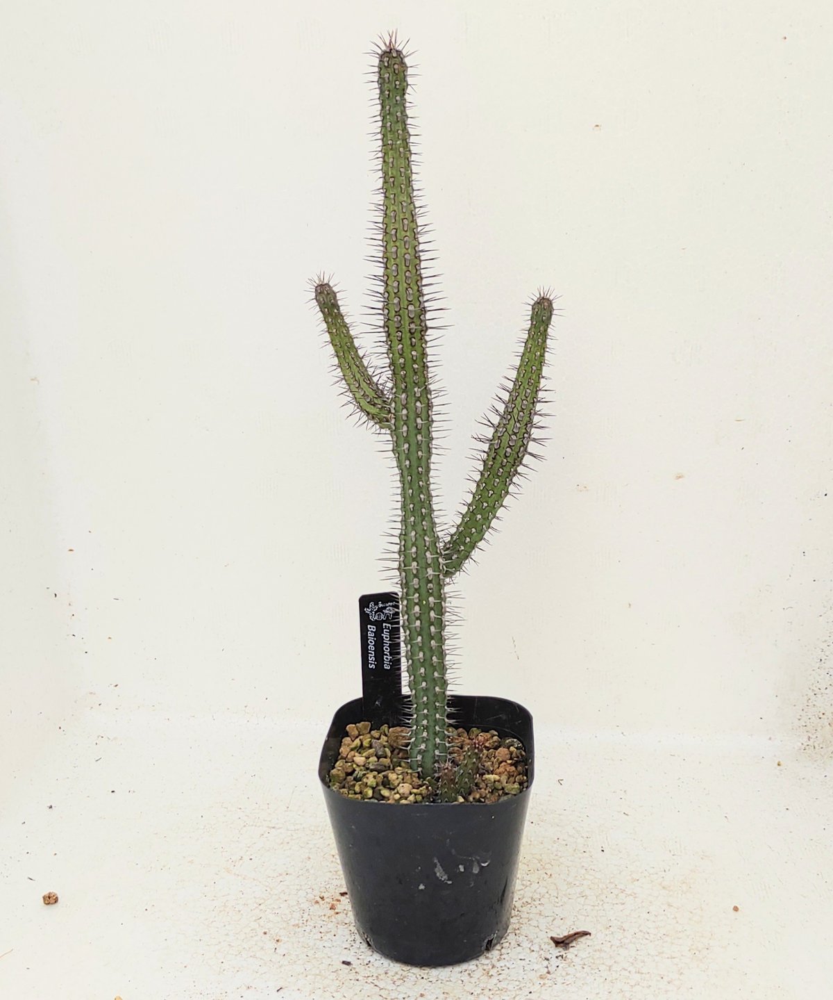 観葉植物 ユーフォルビア レネンシス ユーフォルビア・フィフェレネンシス | 育て方・特徴・豆知識