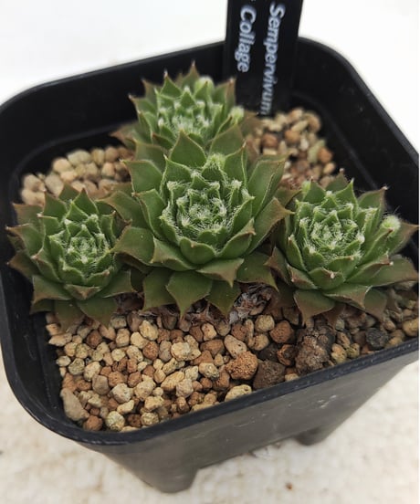 CATEGORY センペルビウム | toA Succulent